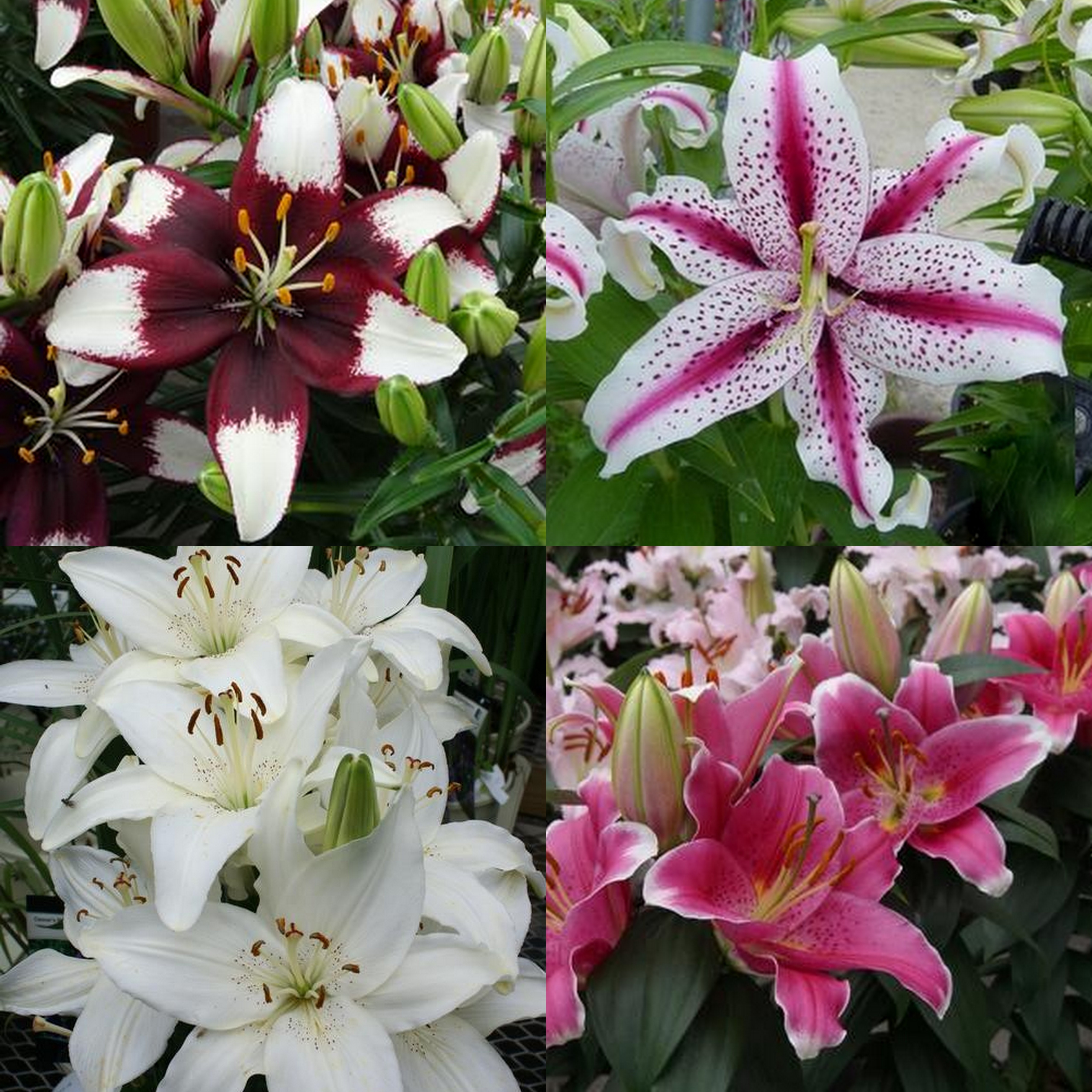 Lily Multipacks
