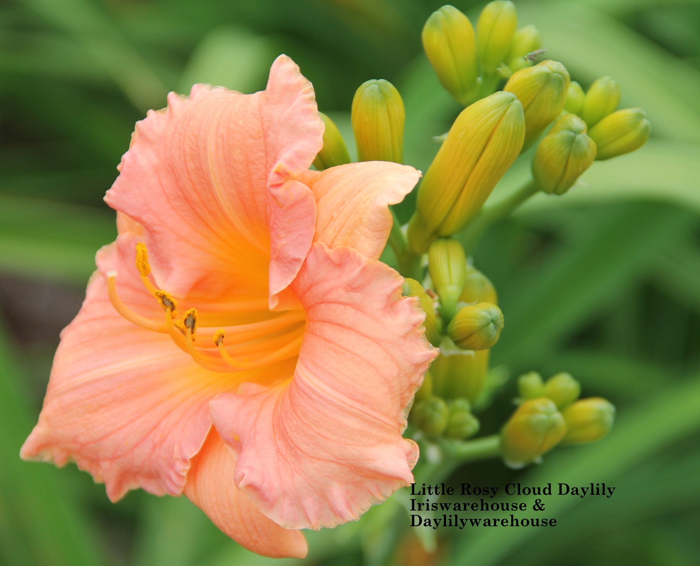 BUY IRIS & DAYLILIES ONLINE Little Rosy Cloud Daylily