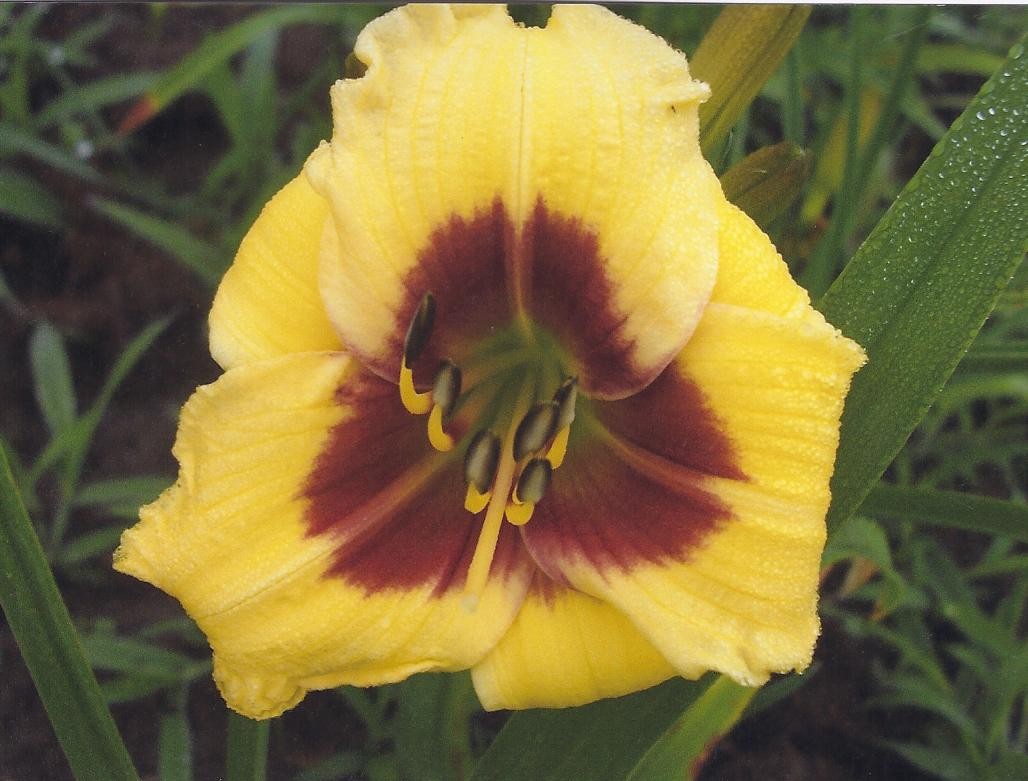 Little Big Man Daylily
