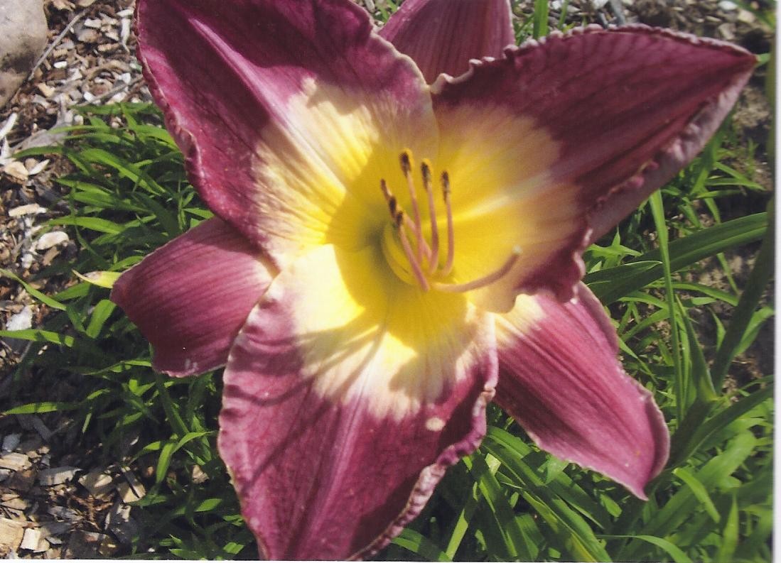 Malaysian Monarch Daylily