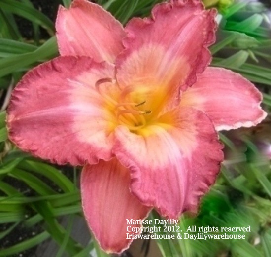 Matisse Daylily
