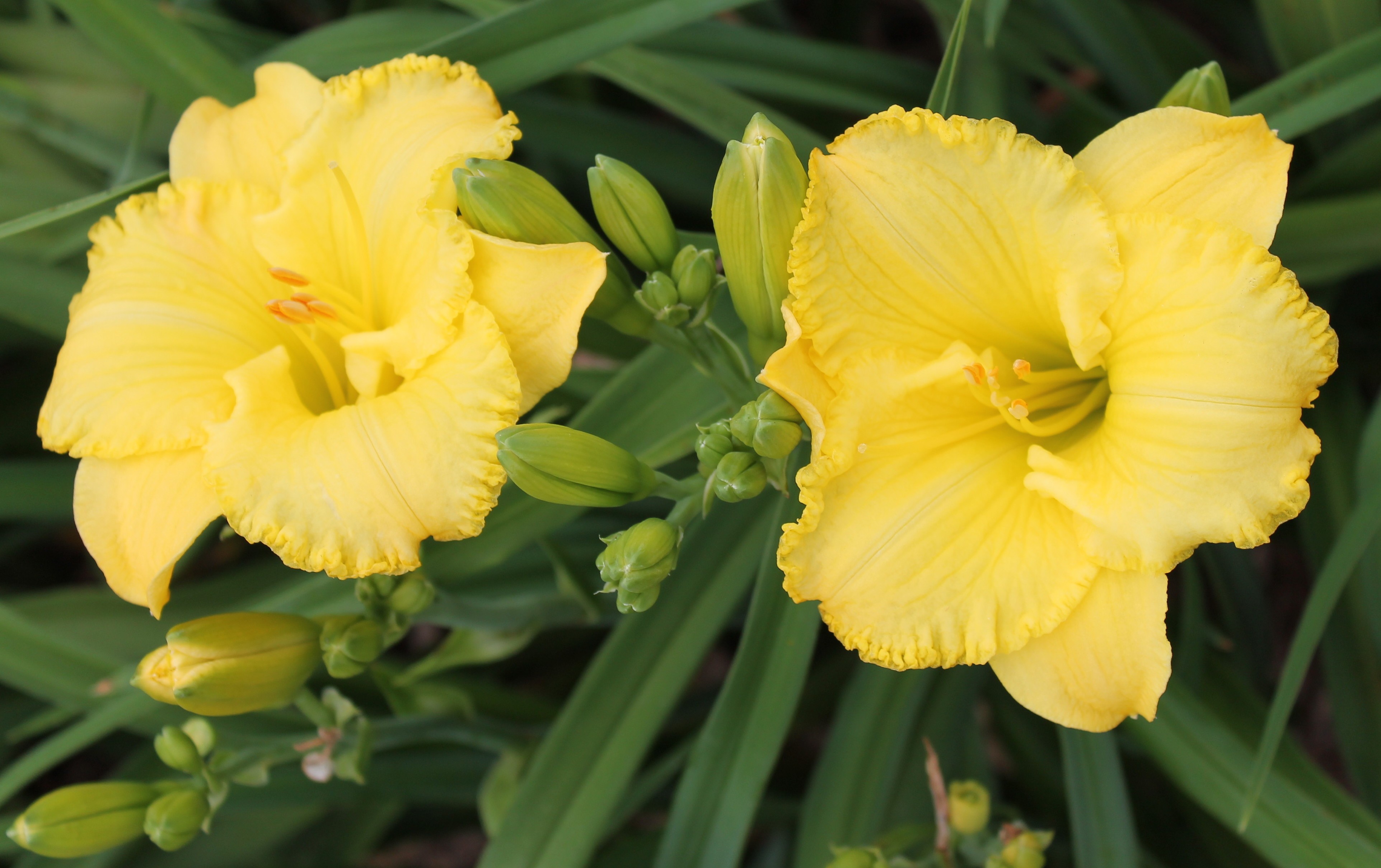 Meaningful Gesture Daylily