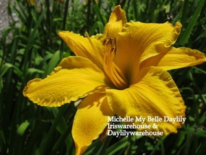 Michelle My Belle Daylily