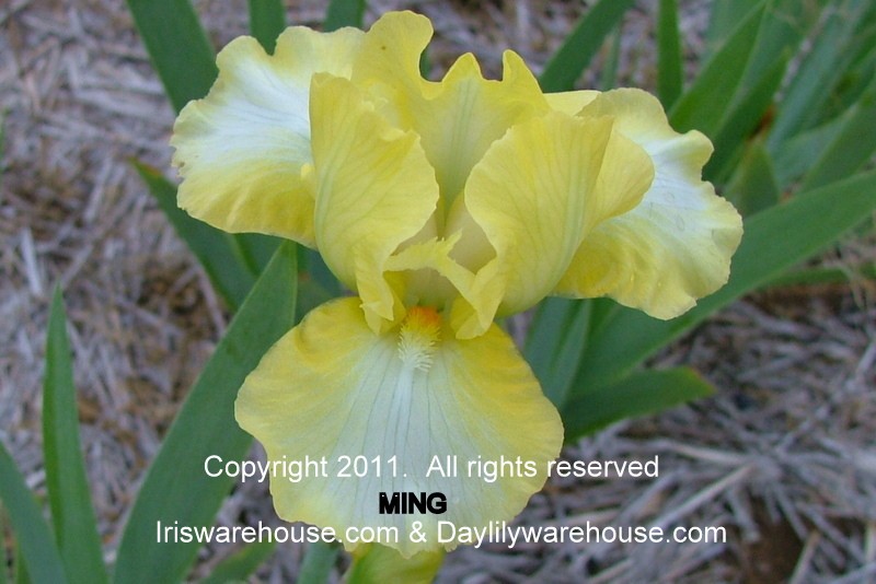 Ming Iris