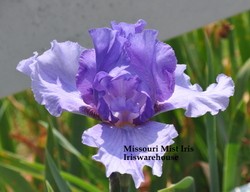 Missouri Mist Iris