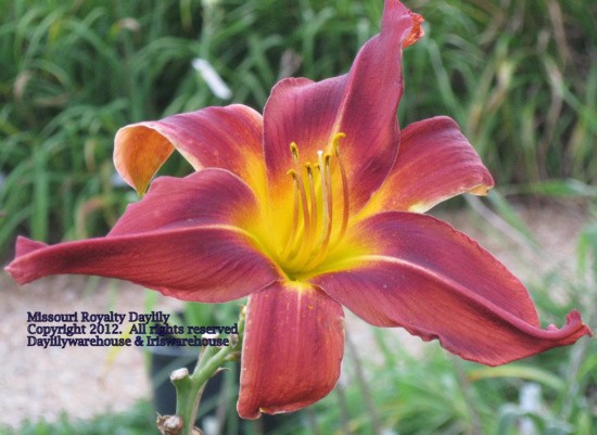 Missouri Royalty Daylily