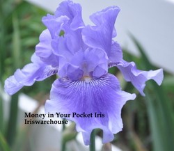Money In Your Pocket Iris