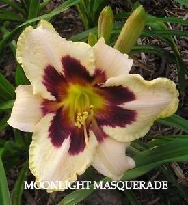 Moonllight Masquerade Daylily