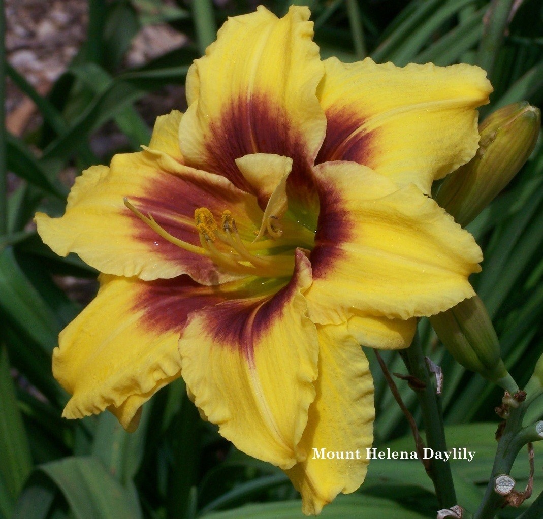 Mount Helena Daylily