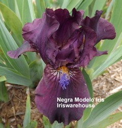 Negra Modelo Iris