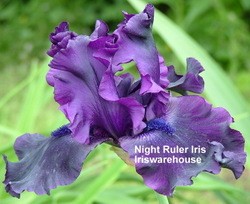 Night Ruler Iris