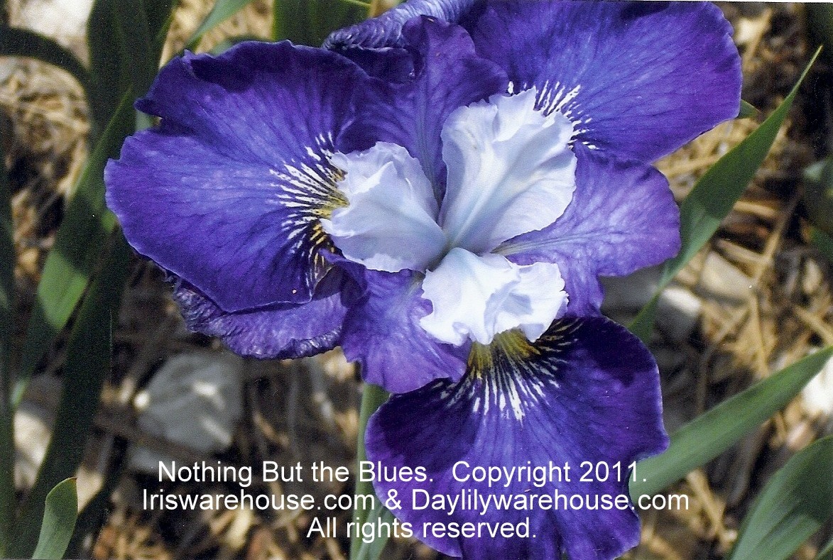Nothing But the Blues Siberian Iris