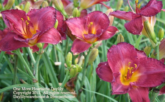 One More Heartache Daylily
