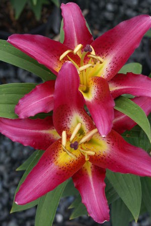 Oriental Lily Entertainer Lily
