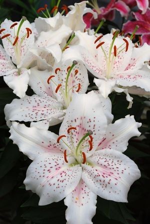 Muscadet Oriental Lily