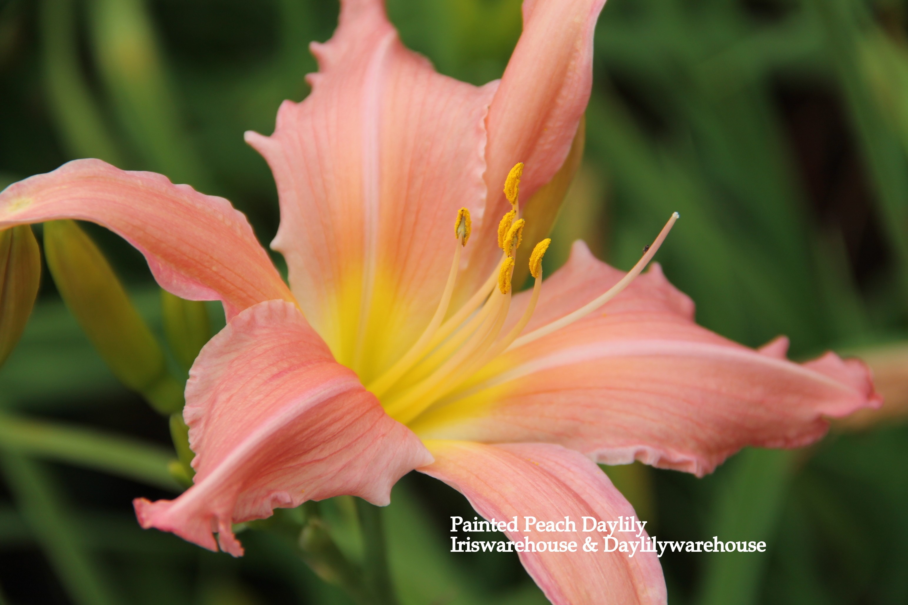 Painted Peach Daylily