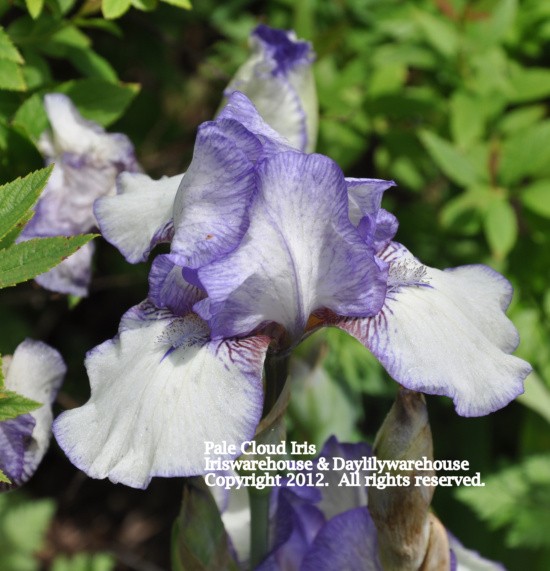 Pale Cloud Iris