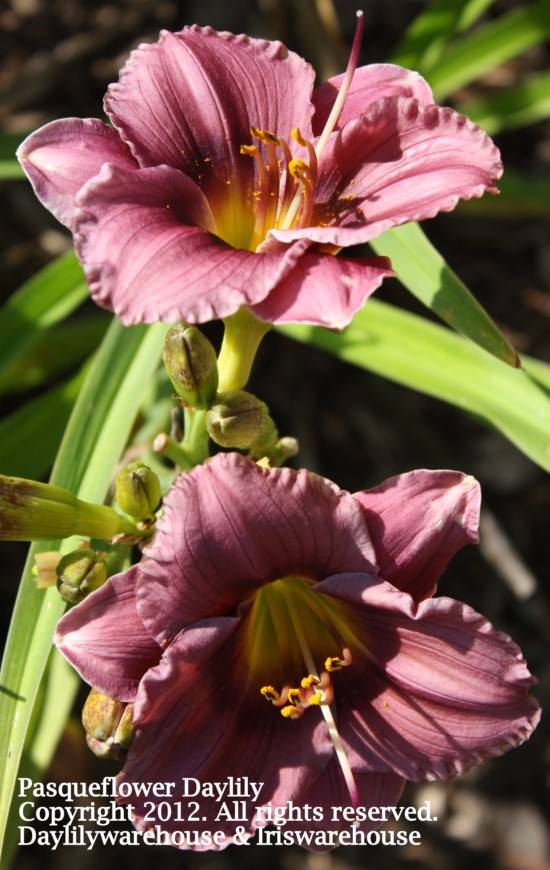 Pasqueflower Daylily