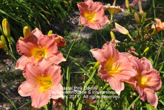 Pastel Pink Daylily