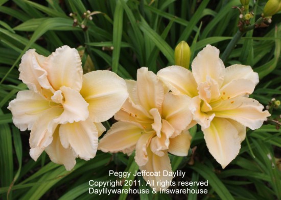 Peggy Jeffcoat Daylily