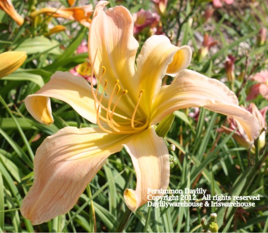 Persimmon Daylily