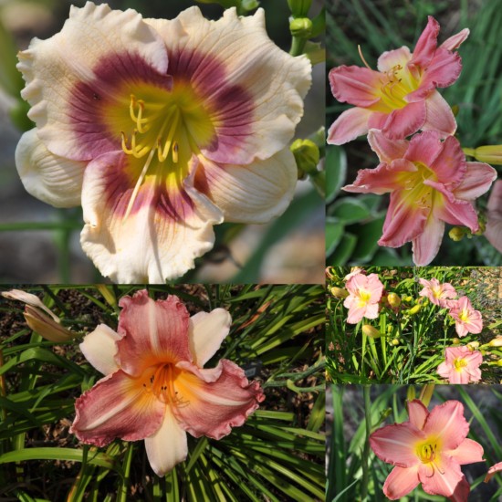 Pink Daylily Collection