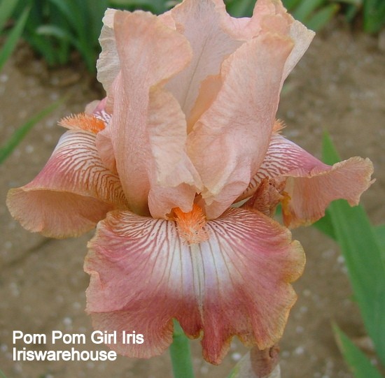 Pom Pom Girl iris