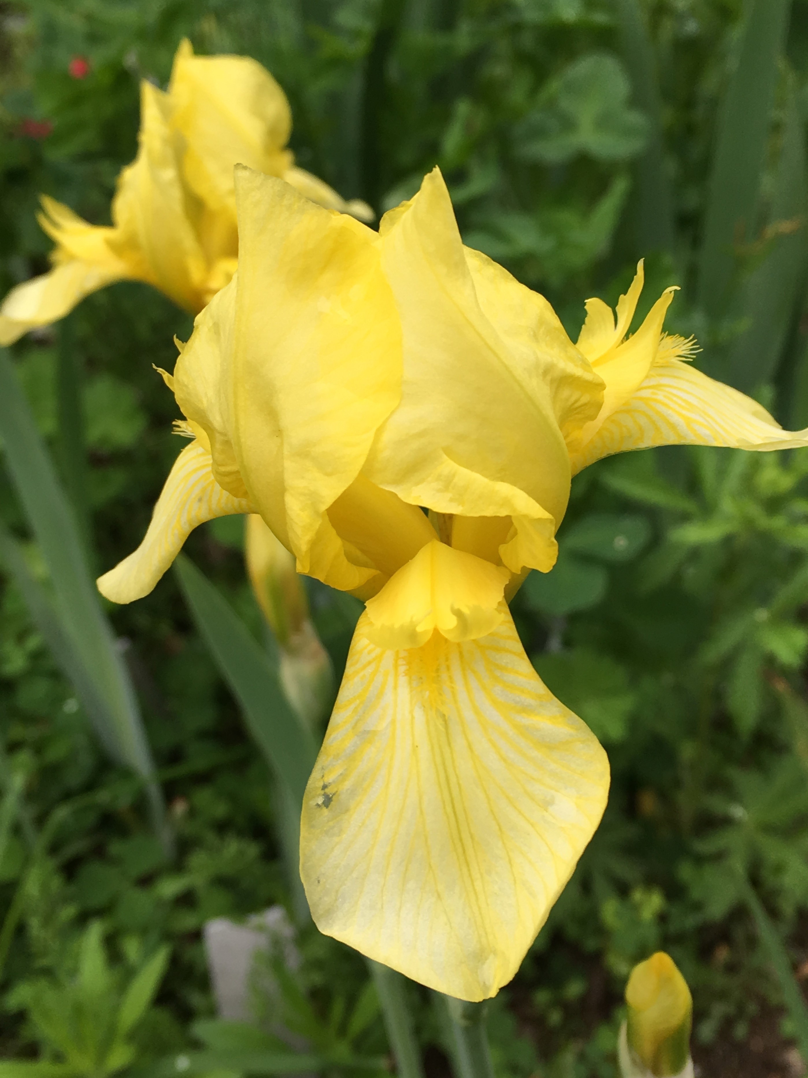 Prairie Gold Iris 1926 Sass