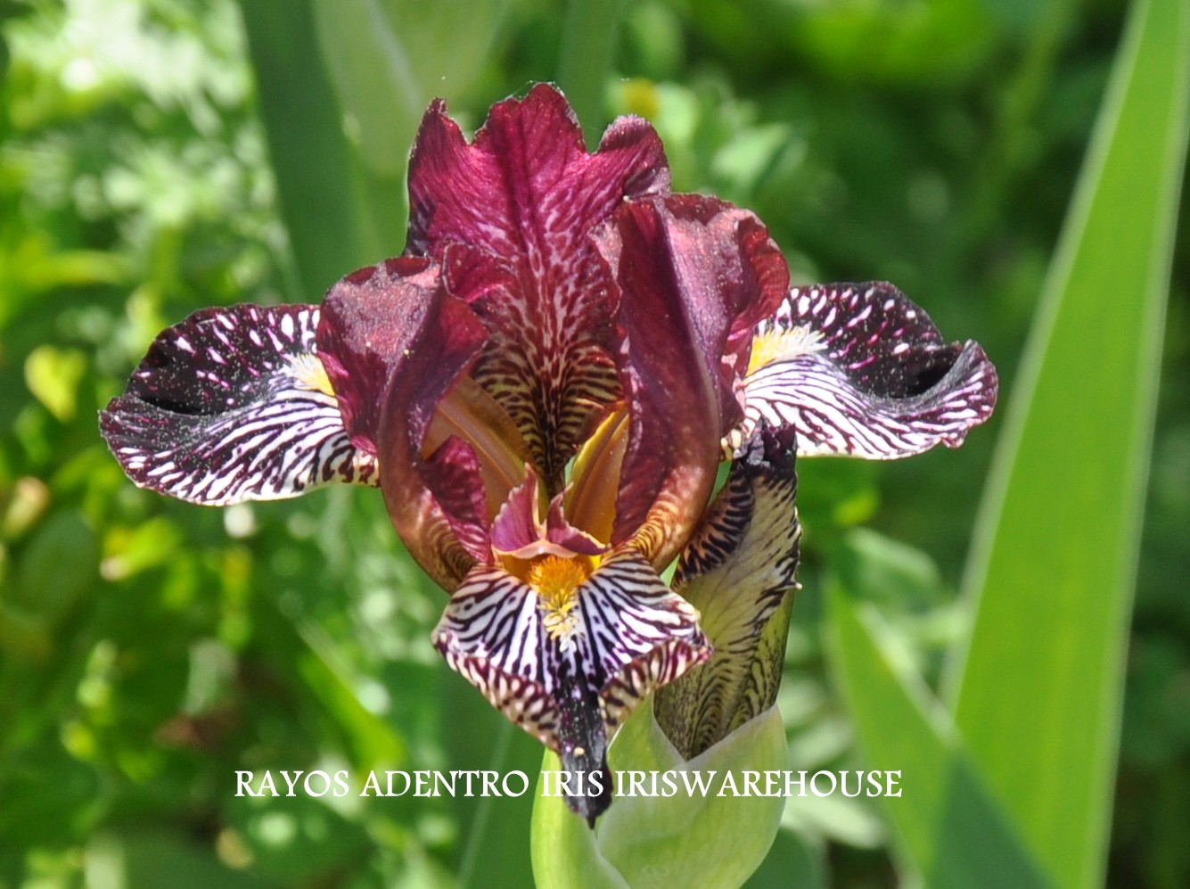 Rayos Adentro Iris