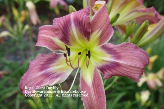 Regal Giant Daylily