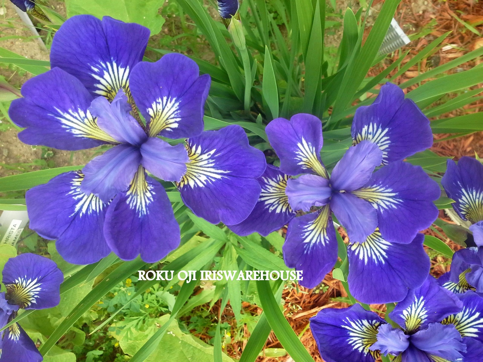 Roku Oji Siberian Iris