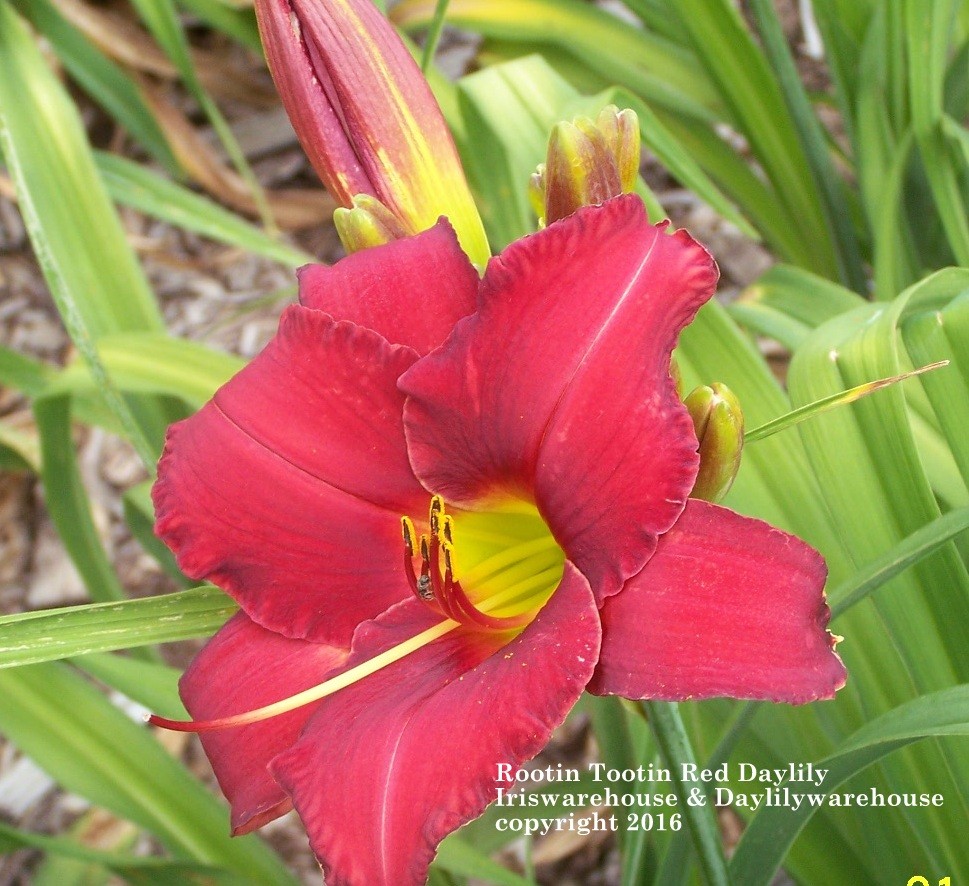 Rootin Tootin Red Daylily