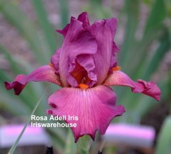 Rosa Adell Iris