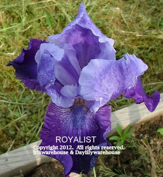Royalist Iris