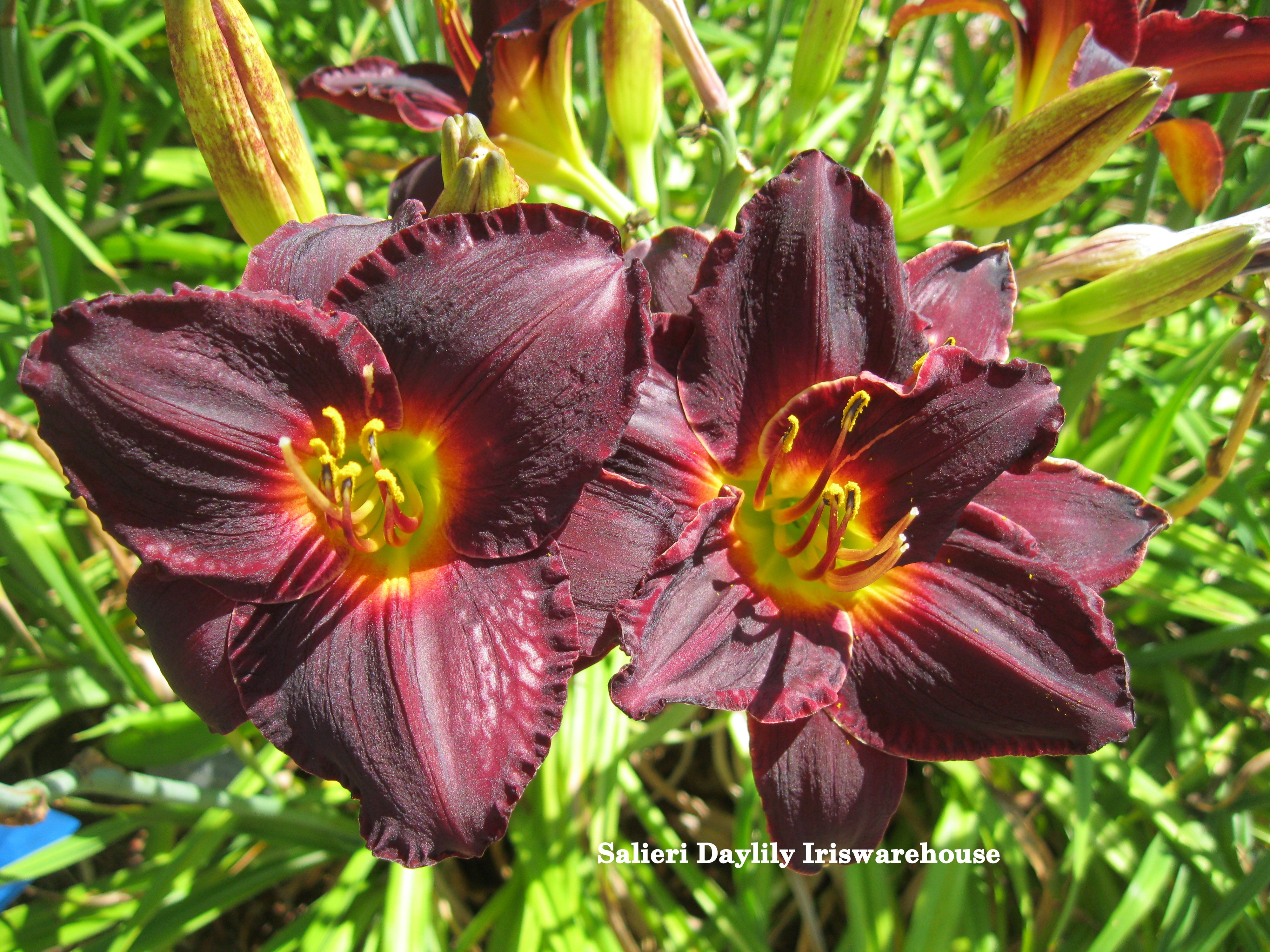 Salieri Daylily