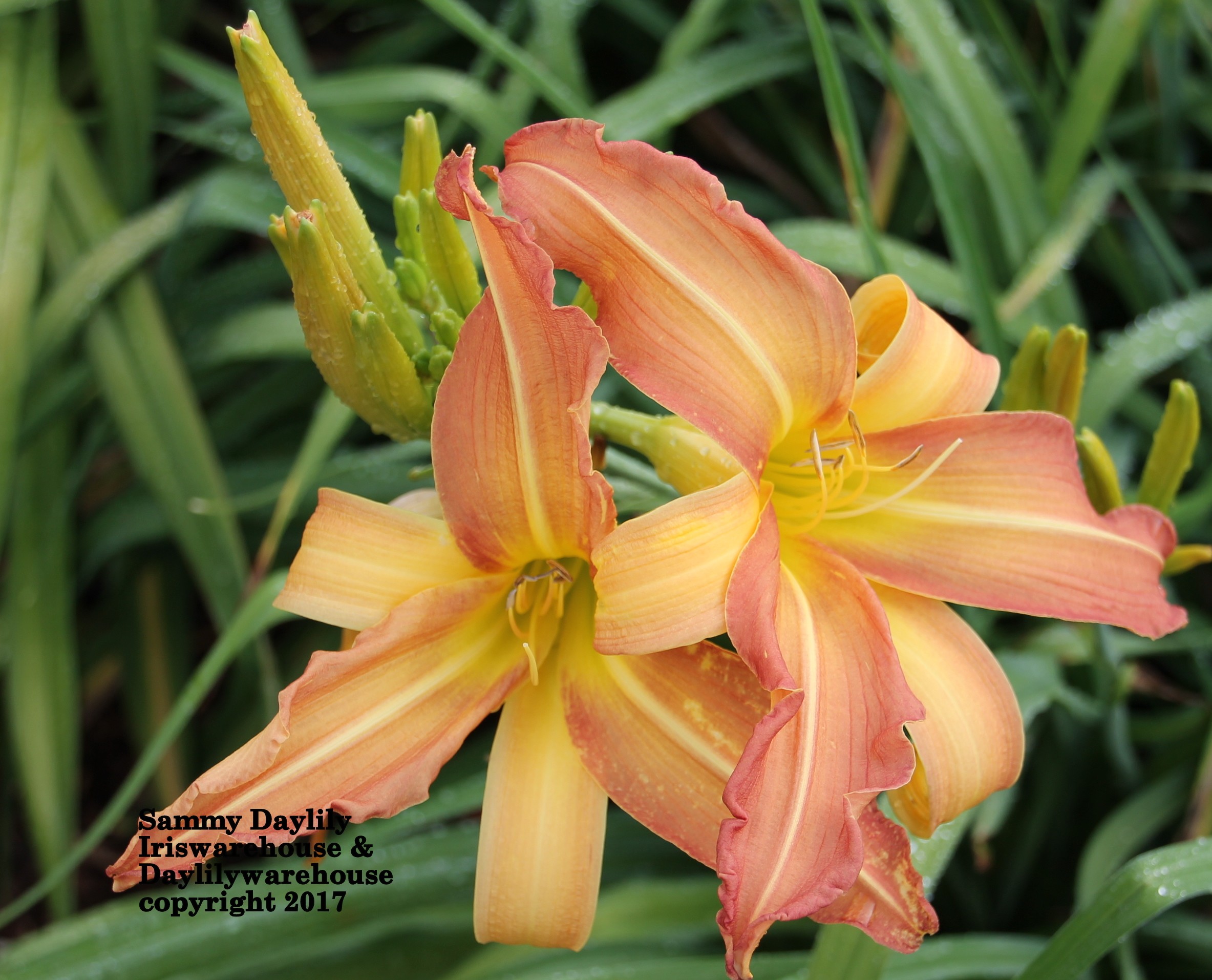 Sammy Daylily