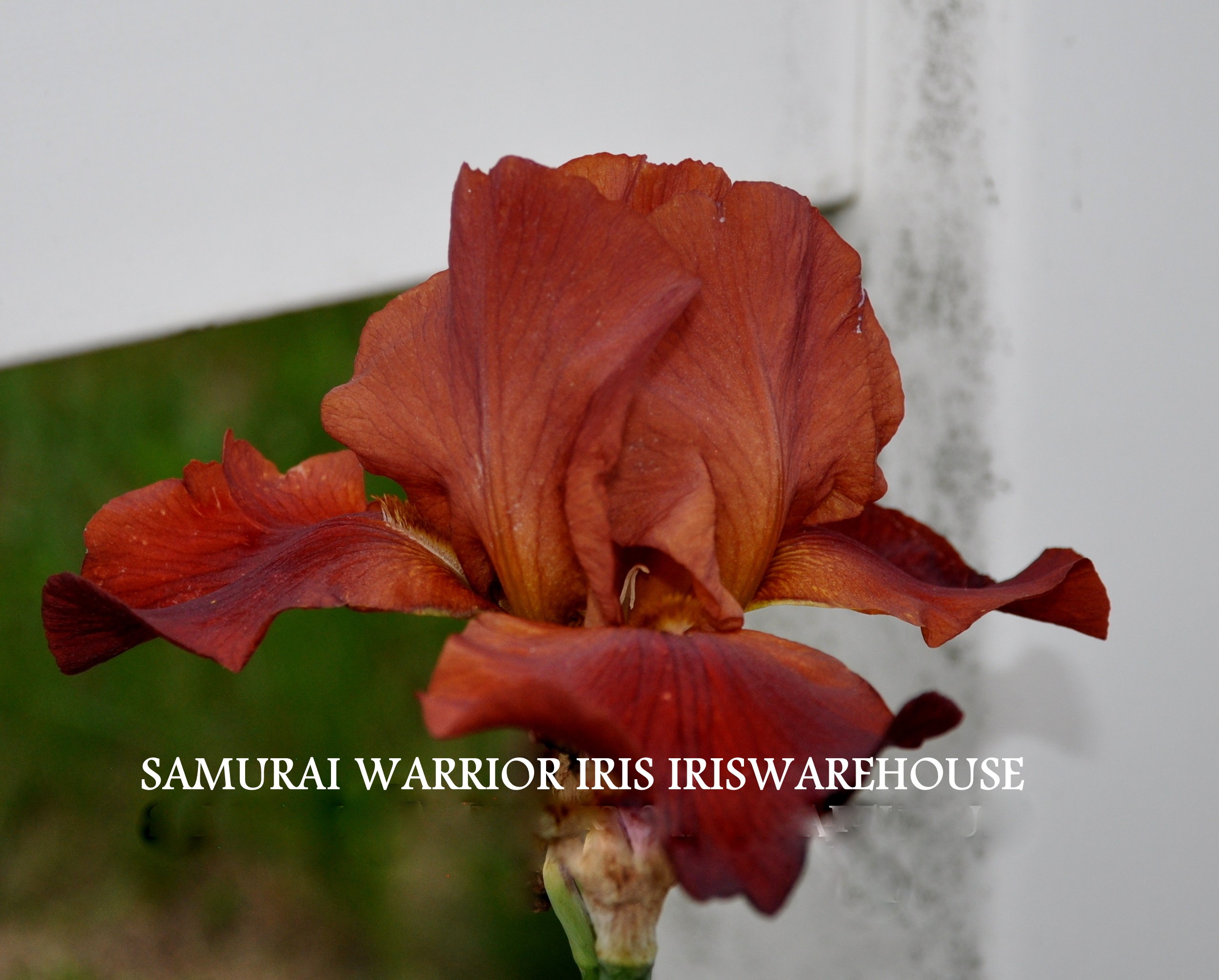 Samurai Warrior Iris