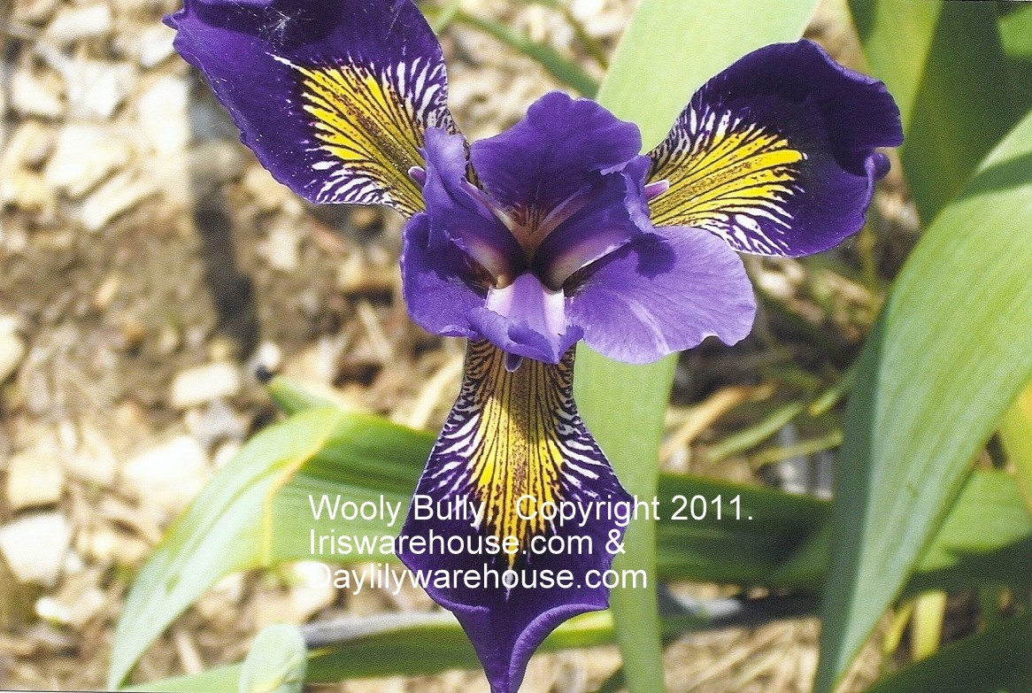 Wooly Bully (Versata) Iris