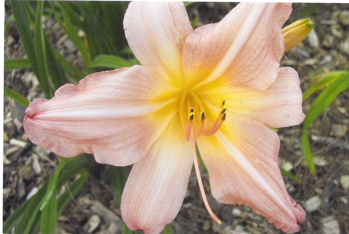 Ho Hum Pink Daylily