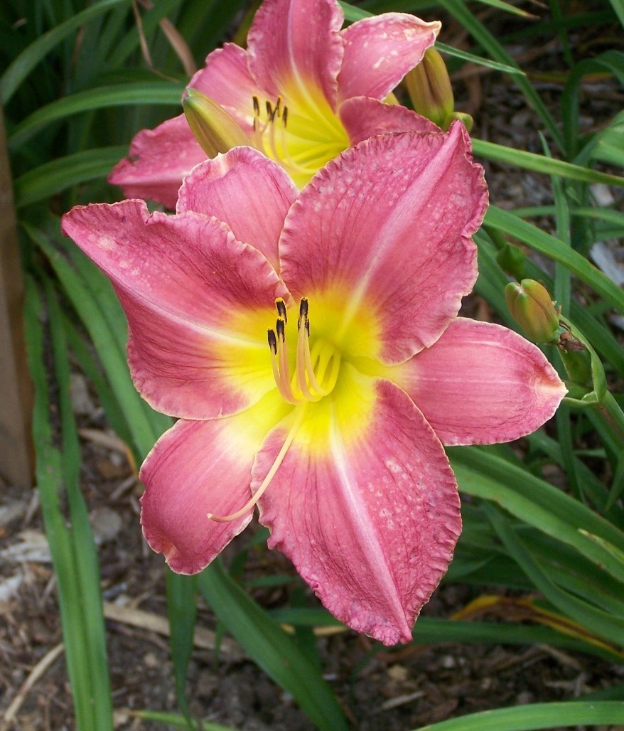 Second Hand Rose Daylily