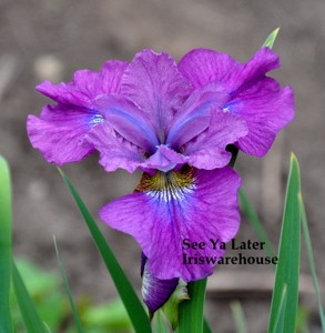 See Ya Later Siberian Iris