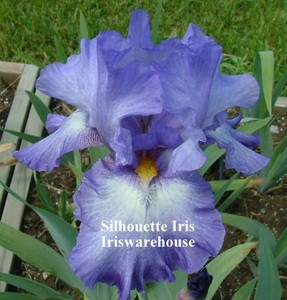 Silhouette Iris