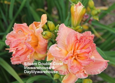 Siloam Double Coral Daylily