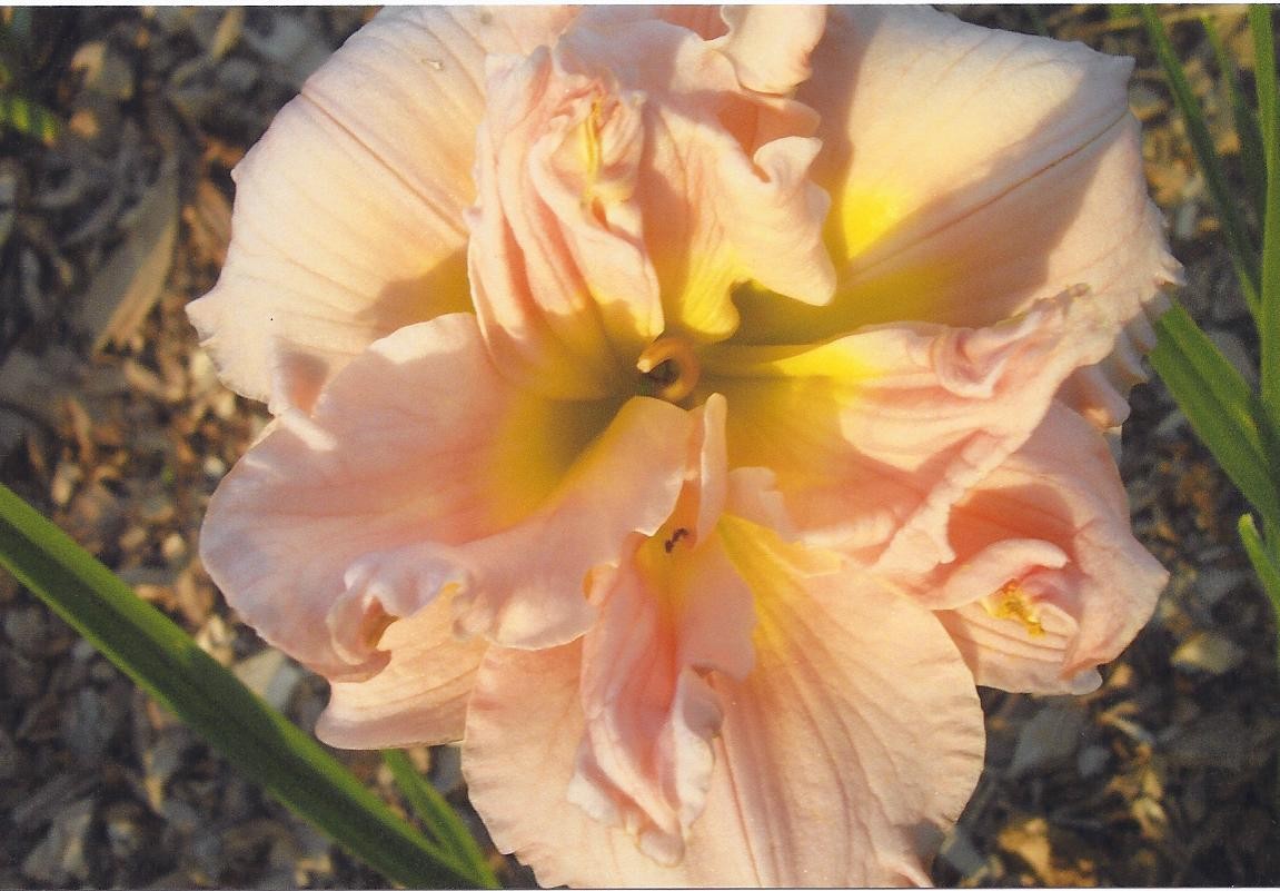 Siloam Double Classic Daylily