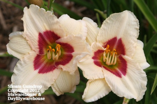 Siloam Gumdrop Daylily