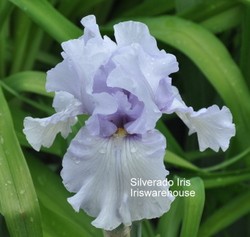 Silverado Iris