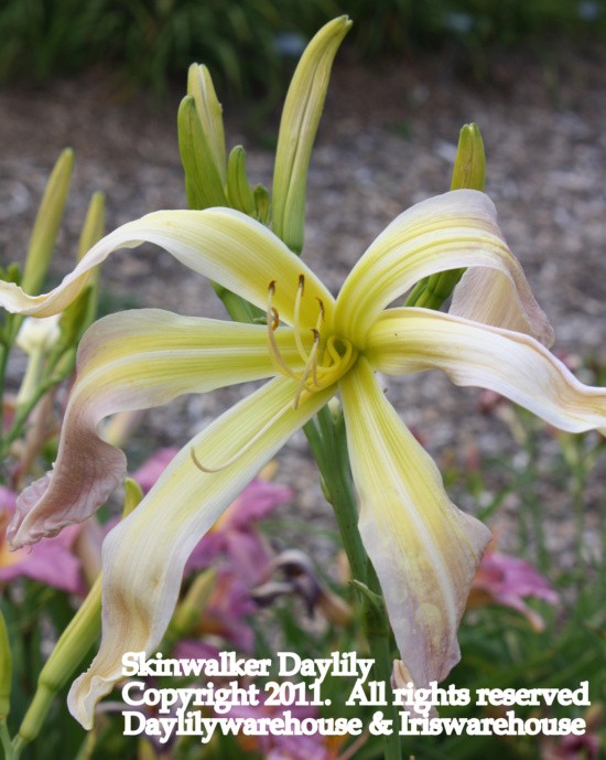 Skinwalker Daylily