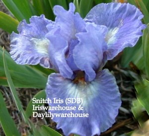 Snitch Iris