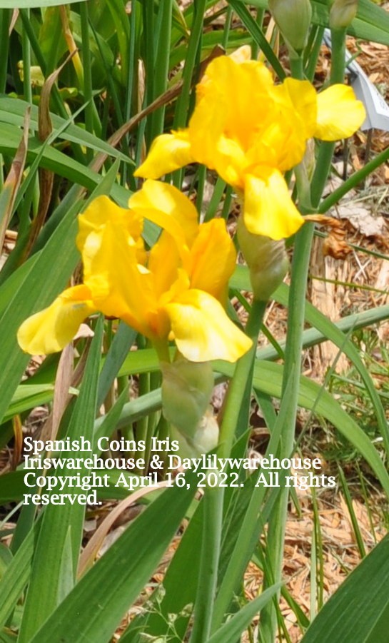 Spanish Coins Iris