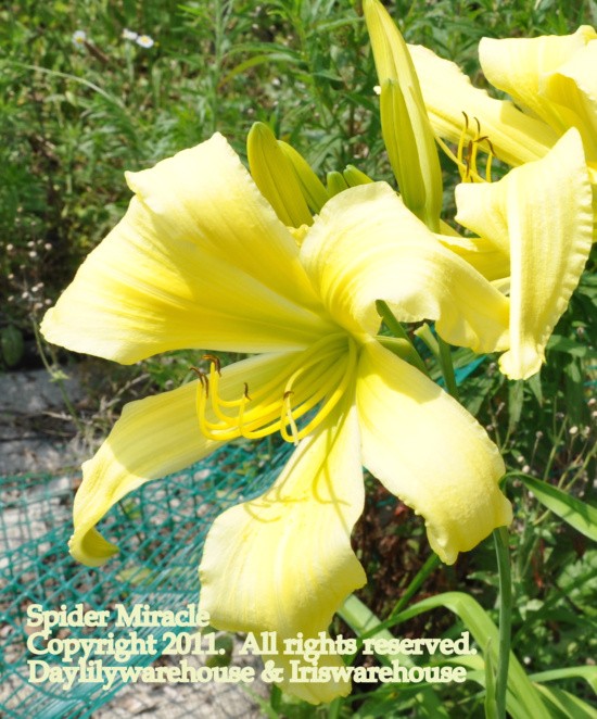 Spider Miracle Daylily